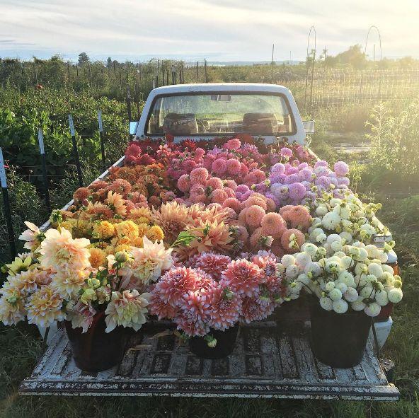 Whimsical Blooms of Serenity Cluster
